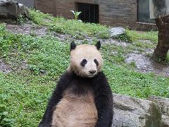 -都江堰中华大熊猫苑
