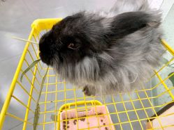 -Moni星球萌宠·小马宝莉·灵蛇·高端高阶全萌宠互动体验俱乐部(红豆国际广场店)