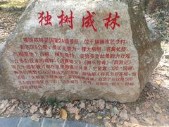 -瑞丽独树成林风景区