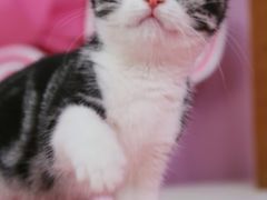 -翊宠yipet猫狗购宠庄园