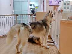 -Husky Go! 哈士奇体验馆·宠物咖啡厅狗咖