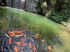 -千岛湖东南湖区