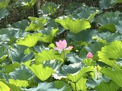 -合肥滨湖国家森林公园