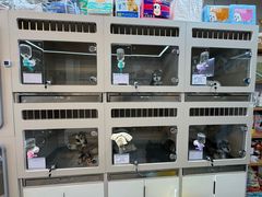 -唐小姐の私宠·宠物洗护美容·撸猫馆·购宠(周浦万达旗舰店)