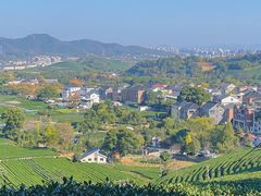 -龙坞茶村