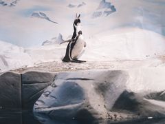 -上海海洋水族馆