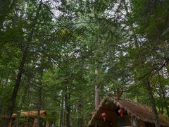 -五营红松林海景区