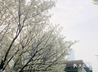 “今年的早樱，好像迟到了   如樱花盛开到落下  