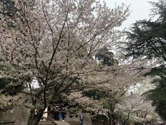 -武汉大学-樱园