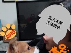 -翊宠yipet猫狗购宠庄园犬舍•猫舍
