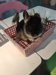 -Moni星球萌宠·小马宝莉·灵蛇·高端高阶全萌宠互动体验俱乐部(红豆国际广场店)