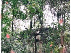-成都大熊猫繁育研究基地
