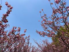 -高东镇樱花园