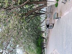 -桃花堤公园