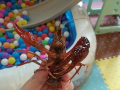 -苏州观园琉苏酒店-168西餐厅