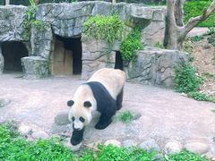 -都江堰中华大熊猫苑