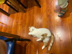 -猫小院猫主题咖啡厅(北锣店)