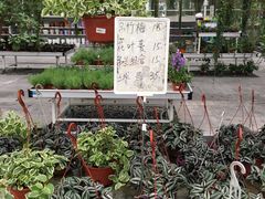 -上海鲜花港