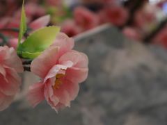 -首开·龙湖成都西宸天街