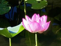 -荔湾湖公园