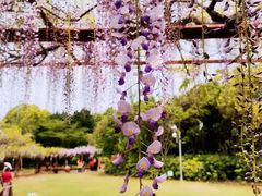 -嘉定紫藤园