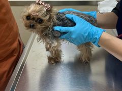 -爱妮康宠物医院·干细胞免疫细胞·肿瘤·心脏(张江店)