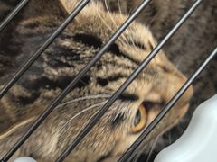 -瑞派·关忠动物医院·猫专科·犬专科(三环新城店)