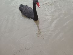 -上海野生动物园老虎餐厅