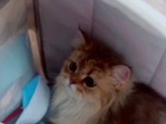 -瑞派康怡24h宠物医院·犬猫医疗中心·微创绝育(瑞景分院)