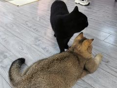 -喵屿·大理花园猫咖