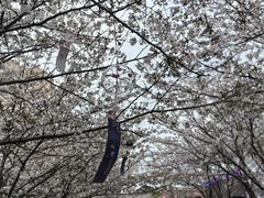-高东镇樱花园