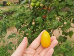 -海堤葡萄园中小学生研学基地