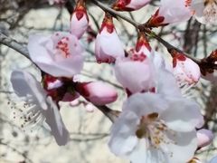 -桃花堤公园