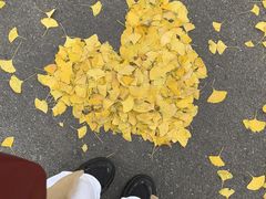 -三里屯东五街银杏大道