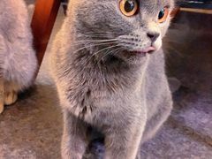 -猫色咖啡·猫咖