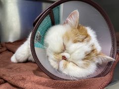 -佳雯宠物医院·皮肤科·内外科(春晓路分院)