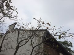 -田园东方蜜桃村的田野营地