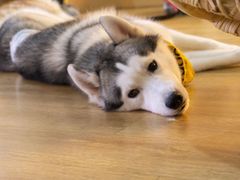 -Husky Go! 哈士奇体验馆·宠物咖啡厅狗咖