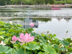 -莲花池公园