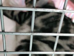 -宠福鑫康馨动物医院·骨科·眼科