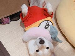 -逗柴咖啡屋·狗咖猫咖宠物桌游