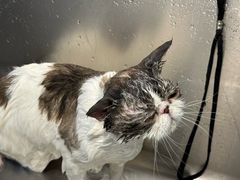 -PETKIT 小佩宠物·低压洗护·美容·寄养(安远店)