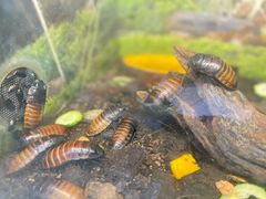-上海大自然野生昆虫馆