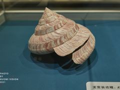 -青岛贝壳博物馆