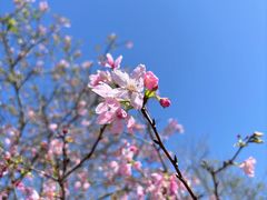 -天适樱花悠乐园