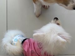 -怪兽屋·羊驼·猫咖·狗咖(俊华广场店)