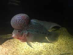 -暹罗海洋世界