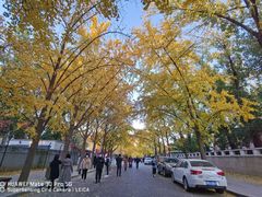 -三里屯东五街银杏大道