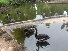 -海南热带野生动植物园