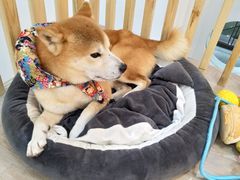 -柴迷FANS CLUB·柴犬狗咖·猫咖